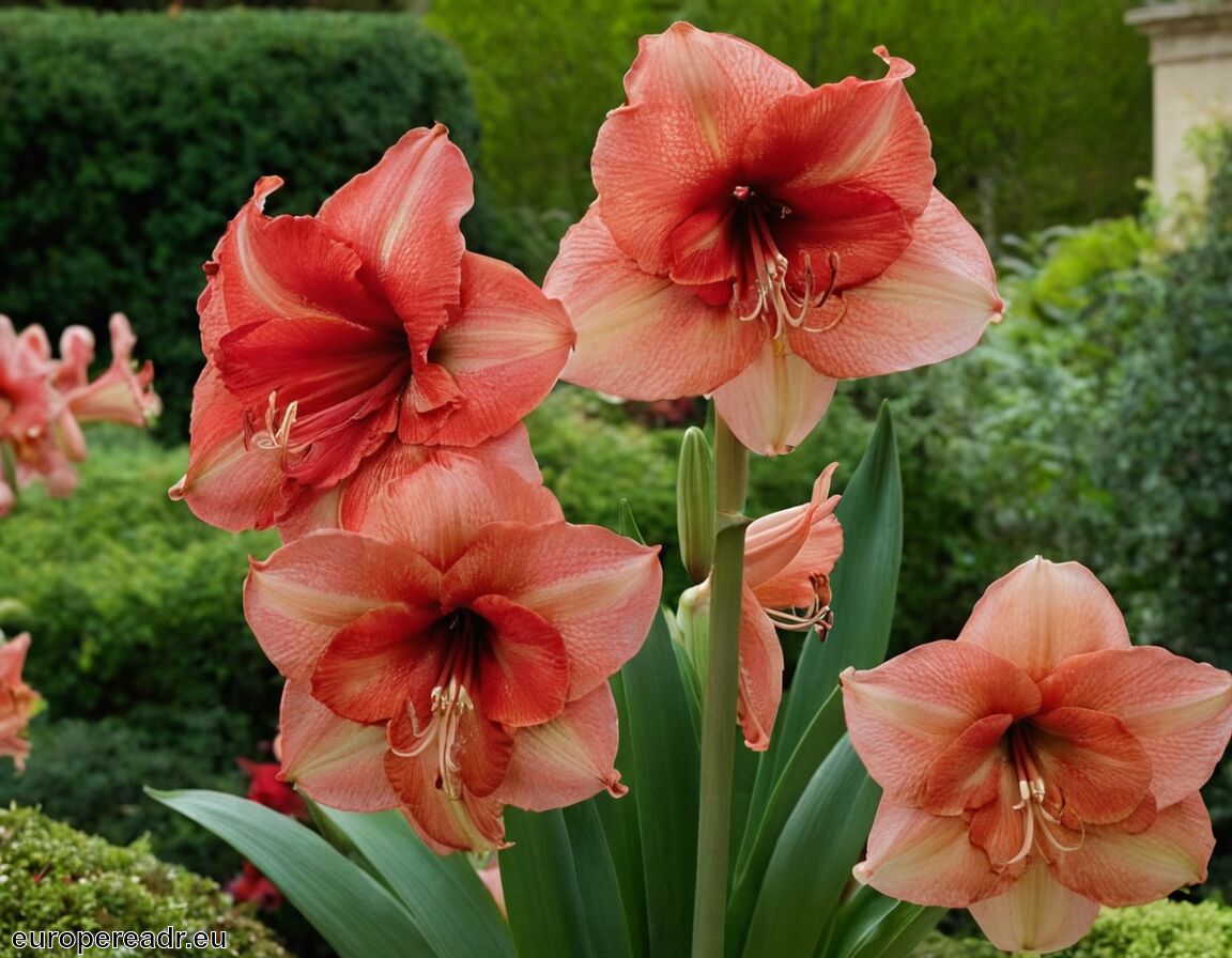 Vielfalt der Farben und Bedeutungen - Amaryllis Tattoo Bedeutung » Schönheitsbotschaft