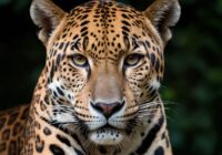 Jaguar Tattoo Bedeutung » Kraft und Anmut