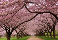 Kirschblüten Tattoo Bedeutung » Vergänglichkeit und Schönheit