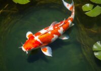 Koi Fisch Tattoo Bedeutung » Der Weg zum Glück