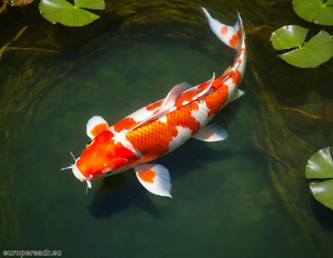 Koi Fisch Tattoo Bedeutung » Der Weg zum Glück