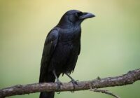 Krähe Tattoo Bedeutung » Intelligenz und Magie