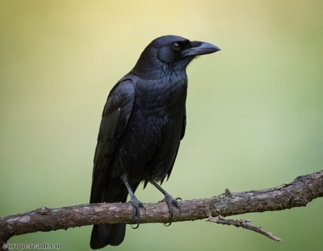 Krähe Tattoo Bedeutung » Intelligenz und Magie