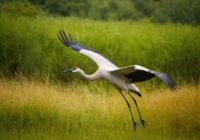 Kranich Tattoo Bedeutung » Glücksbringer