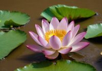 Lotusblüte Tattoo Bedeutung » Erleuchtung und Hoffnung