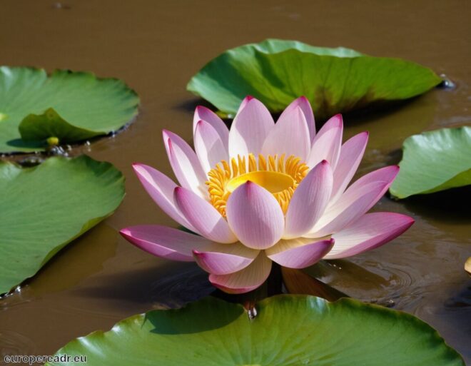 Lotusblüte Tattoo Bedeutung » Erleuchtung und Hoffnung