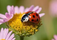 Marienkäfer Tattoo Bedeutung » Glück und Hoffnung