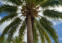 Palme Tattoo Bedeutung » Trope und Frieden