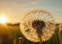 Pusteblume Tattoo Bedeutung » Wünsche und Träume