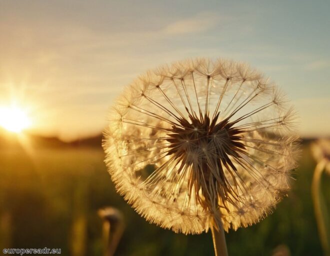 Pusteblume Tattoo Bedeutung » Wünsche und Träume