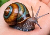 Schnecke Tattoo Bedeutung » Langsamkeit und Geduld