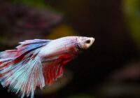 fish, beta, aquarium, fighter, nature, freshwater, male