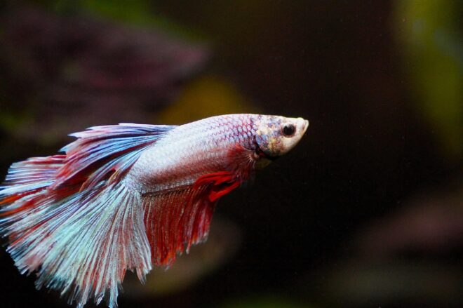 fish, beta, aquarium, fighter, nature, freshwater, male