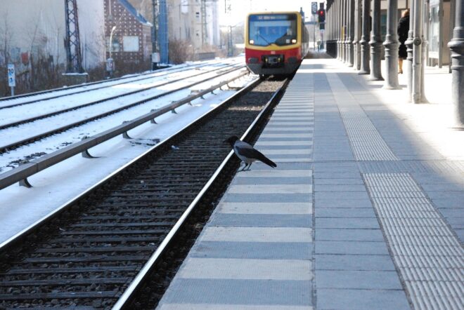 train, nature, bird, public means of transport, rail s bahn, rail