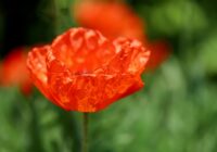 mohnblumen, papaver, klatschmohn, wiesenblumen, rote blüten, blütenblätter, schöne blumen